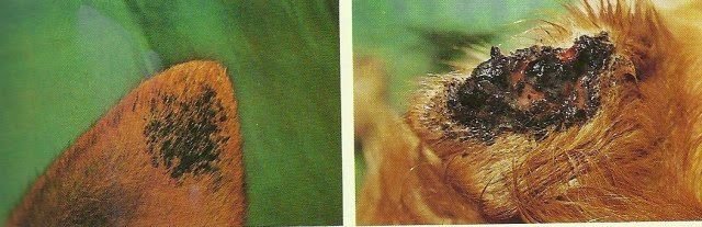 Stop flies from biting dogs ears best sale
